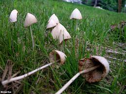 Conocybe spp