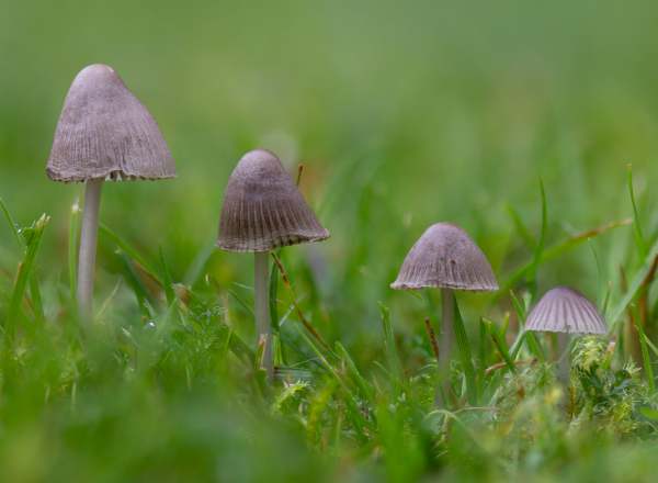 Mycena spp