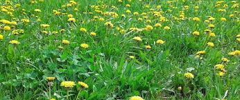 onkruid in gazon met zonnebloem