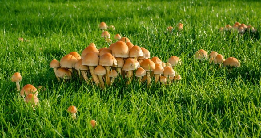 paddenstoelen in gras