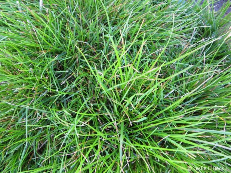 Poa trivialis straatgras een wild gras soort