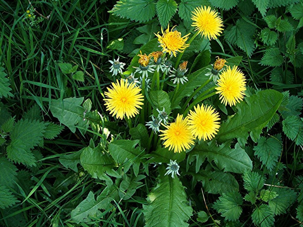 Paardenbloem Taraxacum officinale een wild gras soort