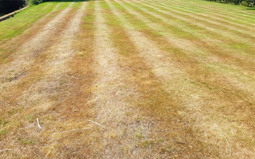 Bruine plekken in het gras 2 bruin gras in gazon