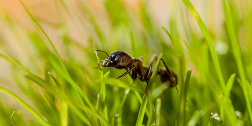 Mieren in gazon 1 mieren in het gazon