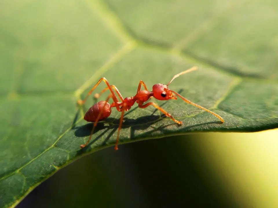 Mieren in gazon De beste tips voor tuin en gazon Bestetuintips.nl