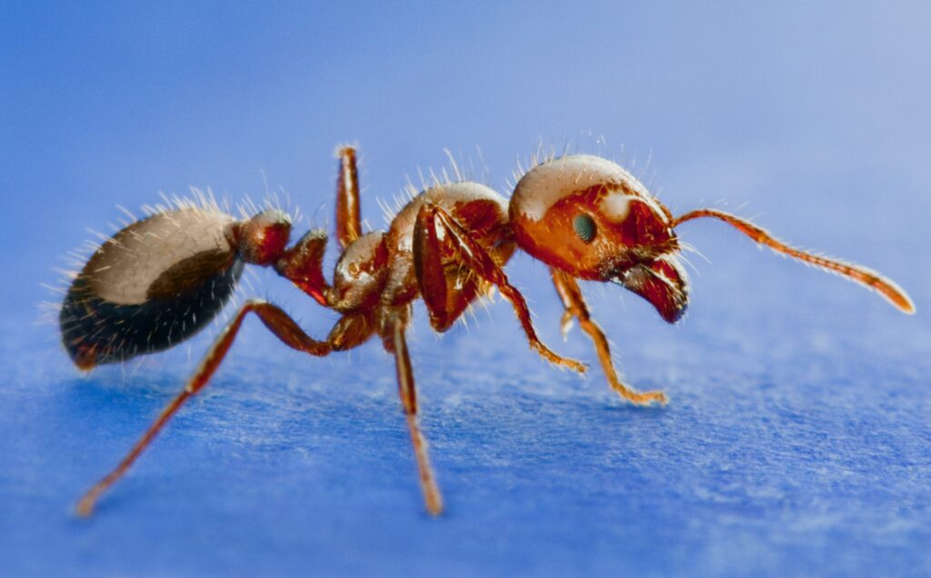 Rode mieren in gazon De beste tips voor tuin en gazon Bestetuintips.nl