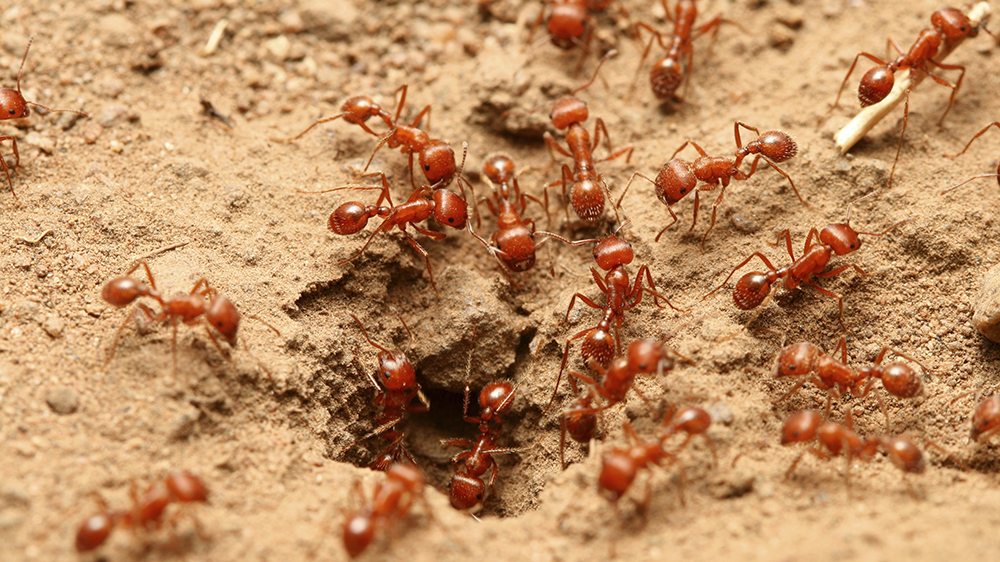 Rode mieren in gazon De beste tips voor tuin en gazon Bestetuintips.nl