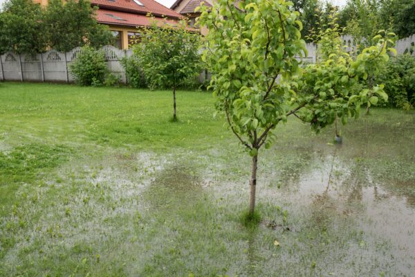 Gazon bemesten bij regen 3 gazon bemesten bij regen met nadelig effect