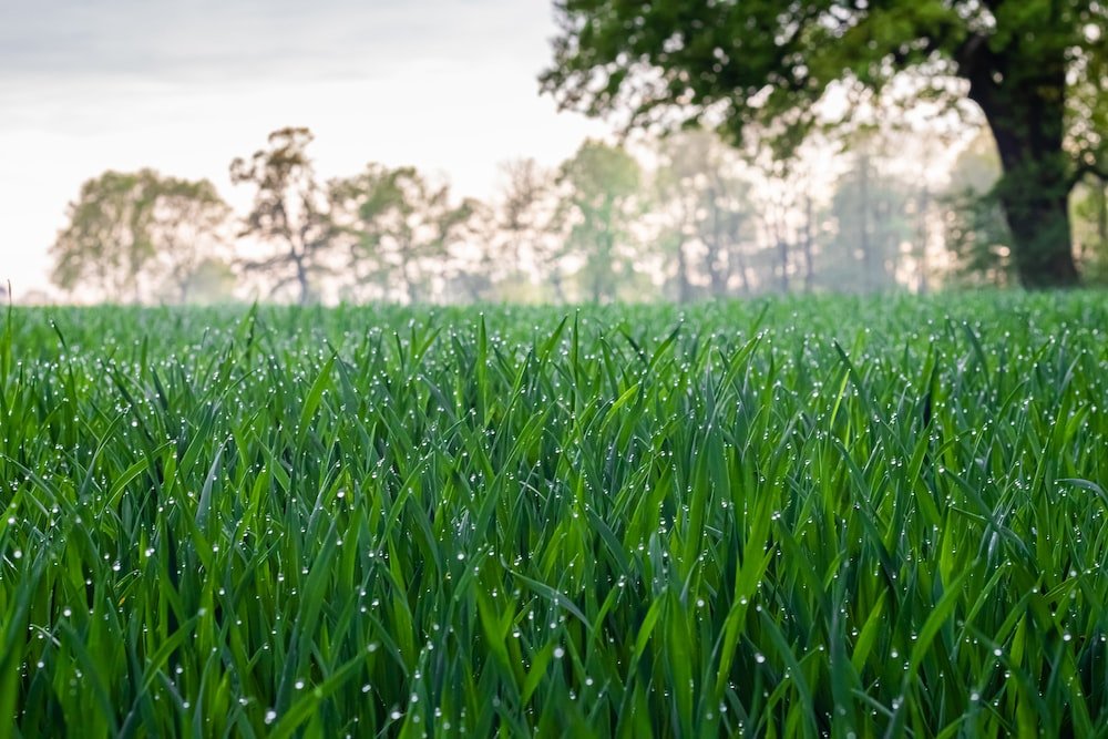 gazon bemesten bij regen
