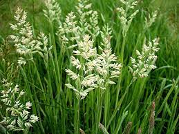 Witbol gras 3 witbol gras bloeitijd 1