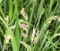 Witbol gras 1 witbol gras groot 1