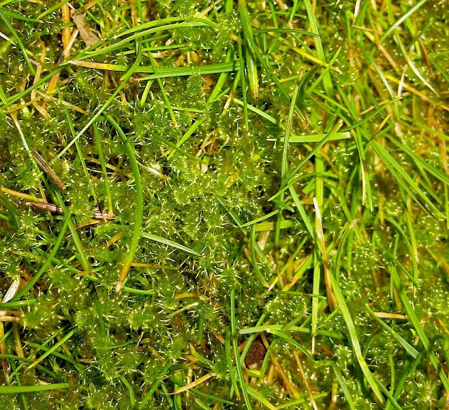 ijzersulfaat gazon mos